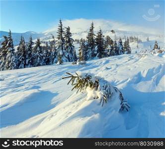 Small fir is inclined snow on slope (in front). Morning winter mountain landscape with snowy trees (Carpathian).