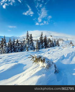 Small fir is inclined snow on slope in front. Morning winter mountain landscape with snowy trees, Carpathian.