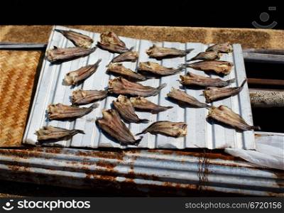 small fish dried on sun at summer day