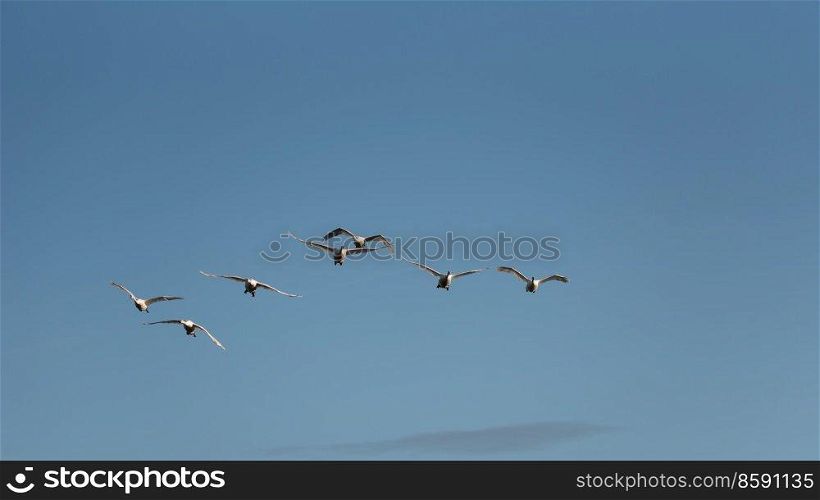 Small flock of Mute Swans Cygnus Olor in flight over wetlands landscape in Spring