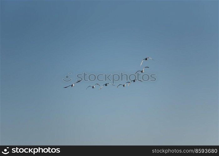 Small flock of Mute Swans Cygnus Olor in flight over wetlands landscape in Spring