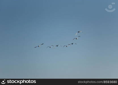 Small flock of Mute Swans Cygnus Olor in flight over wetlands landscape in Spring