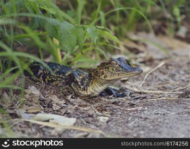 Small Florida Alligator on a Path