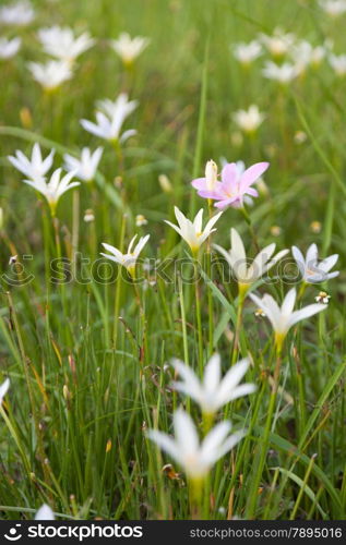 Small flower of grass. Based on the ground in a flower garden. Flowers with small