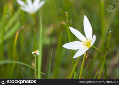 Small flower of grass. Based on the ground in a flower garden. Flowers with small