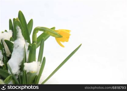 Small flowering daffodils in the snow, early spring, With copyspace