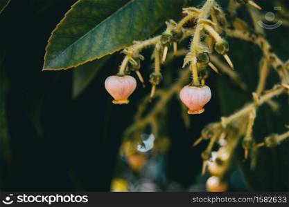 Small flowers of arbutus unedo in nature