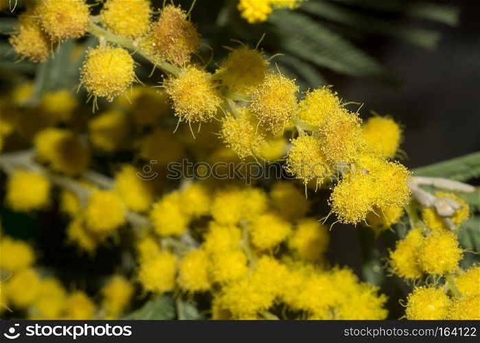 Small flowers of yellow mimosa macro shot.