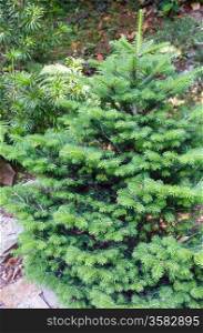 Small fluffy green fir tree in summer forest.