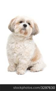 small fluffy white dog. small fluffy white dog in front of a white background