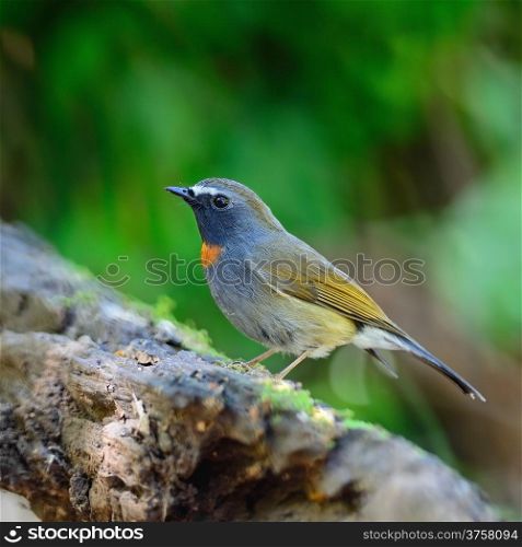 Small Flycatcher bird, male Rufous-gorgeted Flycatcher (Ficedula strophiata), standing on the log, side profile