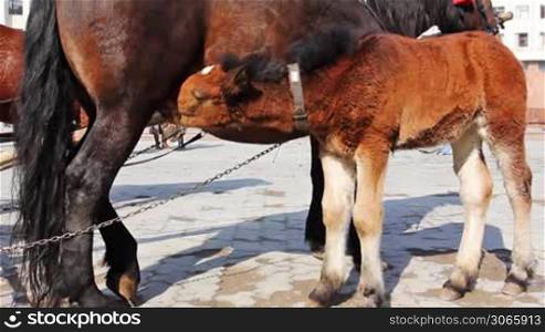 small foal attached with chain to his mother drink some milk