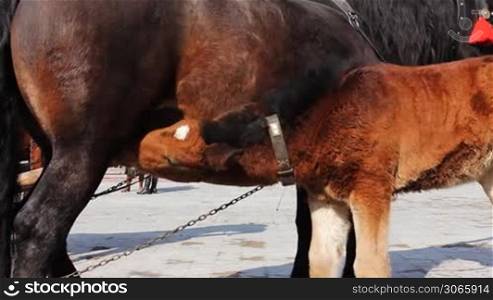 small foal drink some milk from his mother and then do exercise with legs, close-up