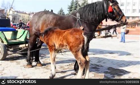 small foal drink some milk from his mother harnessed in chariot