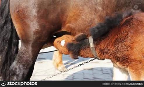 small foal drink some milk from his mother harnessed in chariot, close-up