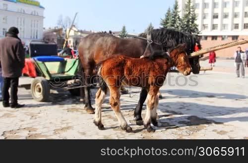 small foal stand near his mother harnessed in chariot
