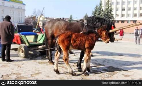 small foal stand near his mother harnessed in chariot