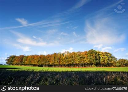 Small forest in autumn colors on a green meadow under a blue sky