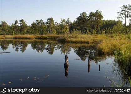 Small forest lake in the early summer morning