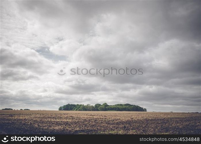 Small forest on a rural field in cloudy weather