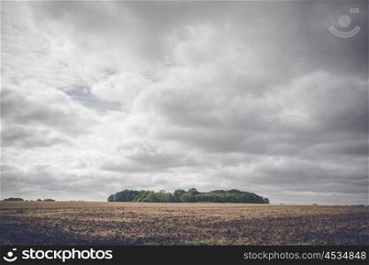 Small forest on a rural field in cloudy weather