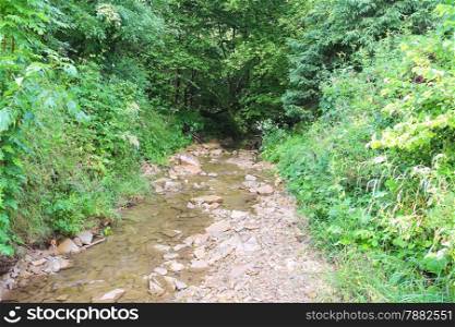Small forest stream in hot summer day