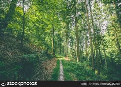 Small forest trail in a green forest in Scandinavia