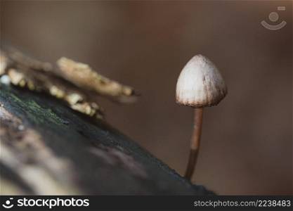 Small fungus on fallen tree with weathered bark and beautiful soft natural background. Autumn delicate & beautiful mushroom macro close up of fruiting fungi on a fallen rotting tree