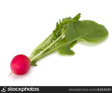 Small garden radish isolated on white background