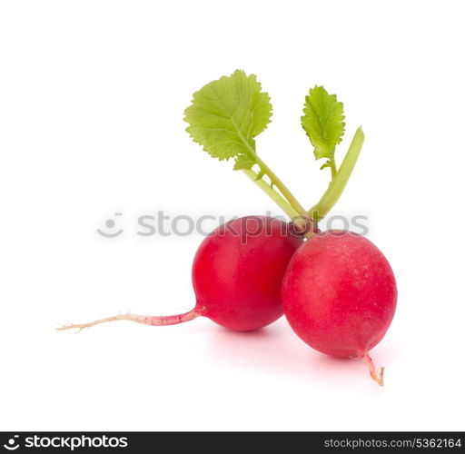 Small garden radish isolated on white background cutout