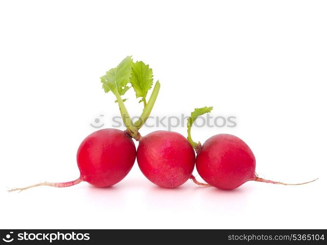 Small garden radish isolated on white background cutout
