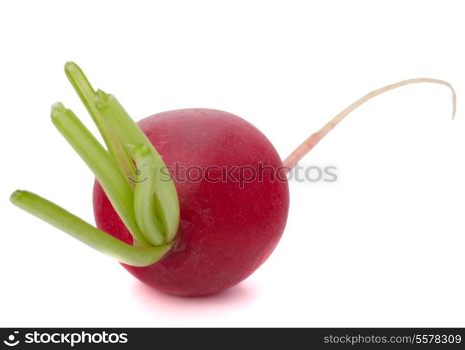 Small garden radish isolated on white background cutout