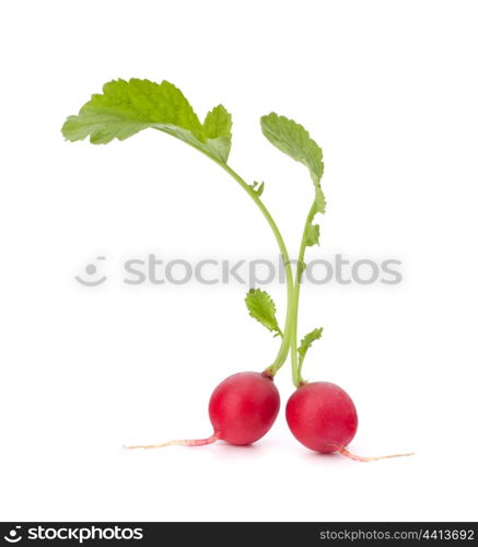 Small garden radish with leaves isolated on white background cutout