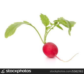 Small garden radish with leaves isolated on white background cutout