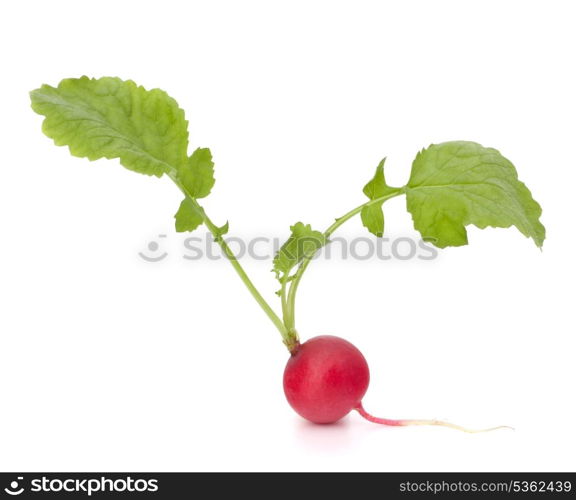 Small garden radish with leaves isolated on white background cutout