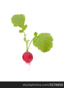 Small garden radish with leaves isolated on white background cutout