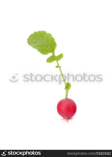 Small garden radish with leaves isolated on white background cutout