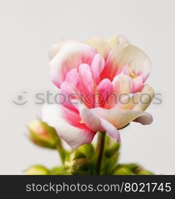 Small geranium over gray background, square image