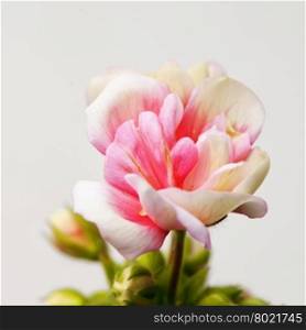 Small geranium over gray background, square image