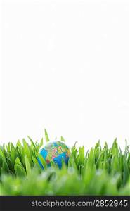 Small Globe in Grass