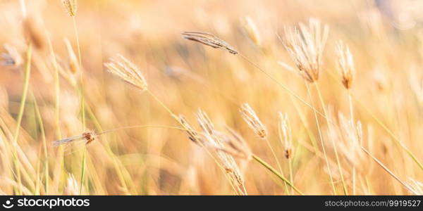 Small grass flowers and blur background