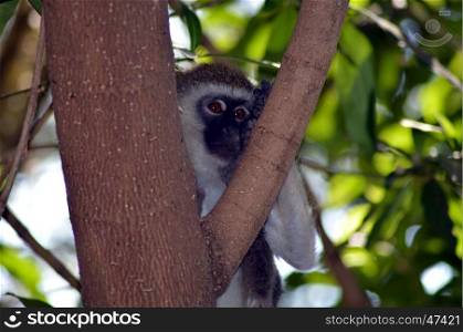 Small gray and black monkey on a tree on a tree