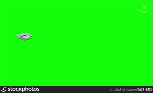 Small Gray Aquarium Fish Gourami floats in an aquarium. Animated Looped Motion Graphic Isolated on Green Screen
