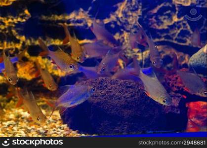 Small gray fish with red fins (Barbonymus altus)