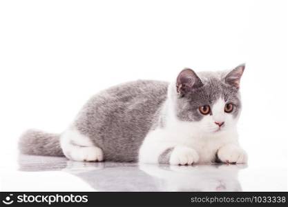 Small gray kitten isolated on white background