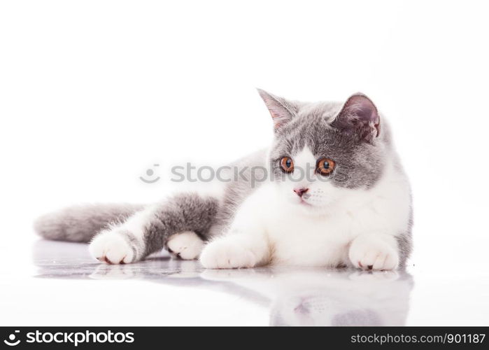 Small gray kitten isolated on white background