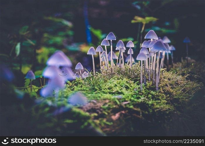 Small gray mushrooms on a dead tree trunk overgrown with green moss and highlighted with beautiful light. Group of small mushrooms  Mycena  on wooden stump
