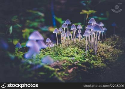 Small gray mushrooms on a dead tree trunk overgrown with green moss and highlighted with beautiful light. Group of small mushrooms  Mycena  on wooden stump