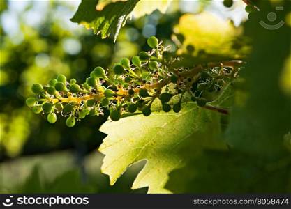 Small green bunch of grapes and leaves on vineyard in backlight. Small green bunch of grapes and leaves on vineyard