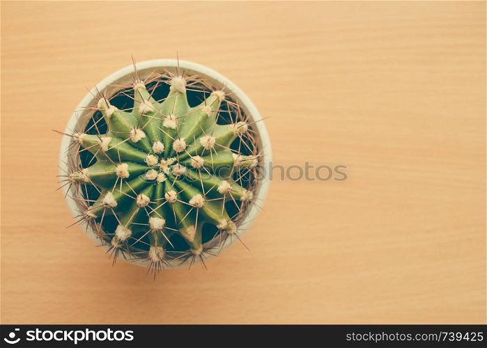 Small green cactus on the table. Top view. Free space.. Small cactus on the table. Top view. Free space.